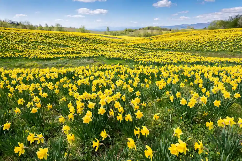 Meadow of yellow daffodils in spring, cheerful bulb flowers that start with D