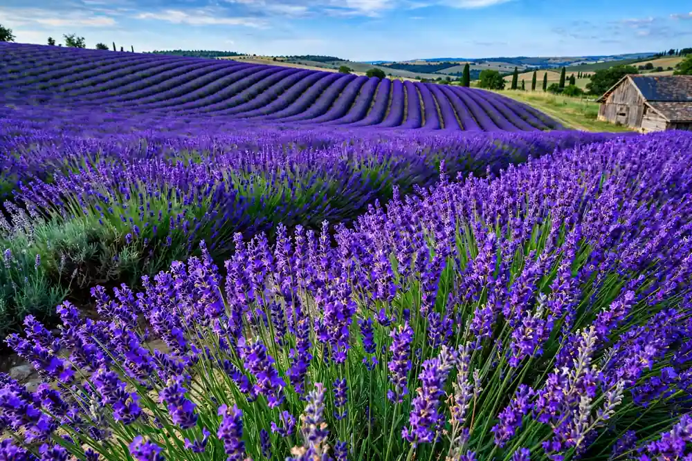 Rows of purple English lavender in bloom, fragrant perennial flowers that start with E