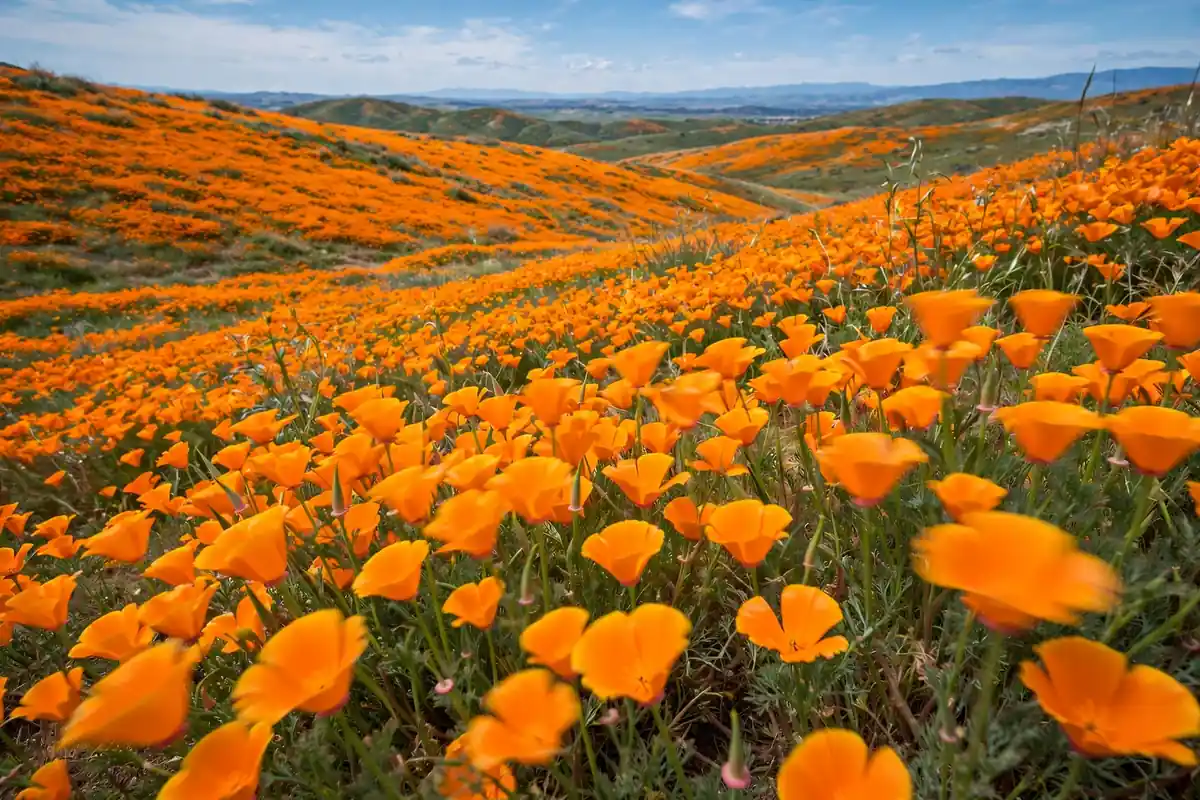Meadow of orange California poppies, cheerful native wildflowers that start with E