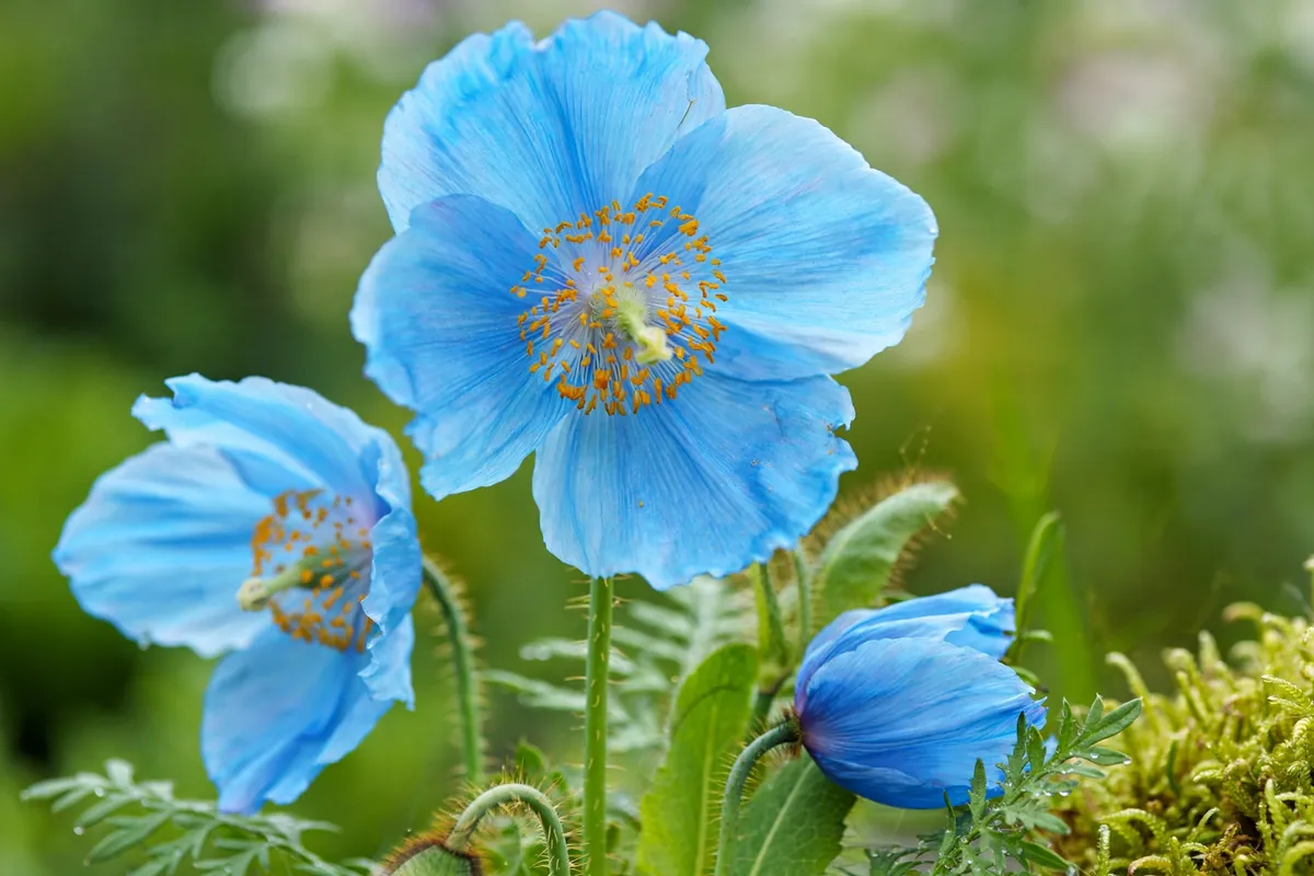 Sky-blue Himalayan blue poppy blooms, rare flowers that start with H